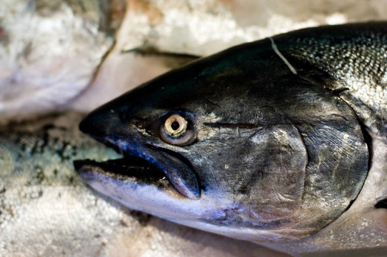 國(guó)王鮭魚(yú)