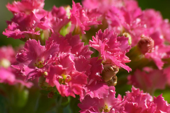 花長(zhǎng)壽花