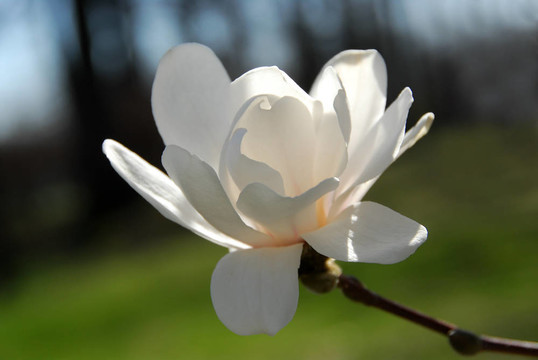 玉蘭花