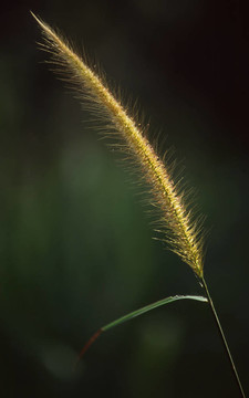 象草