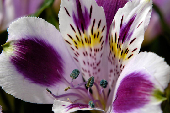 Flowers 83