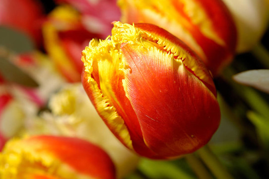 Flowers 88