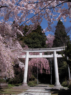日本春天的美景
