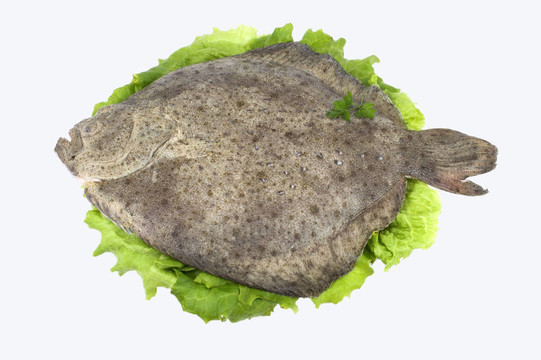 多寶魚（魚）