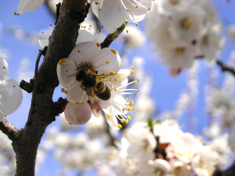 蜜蜂