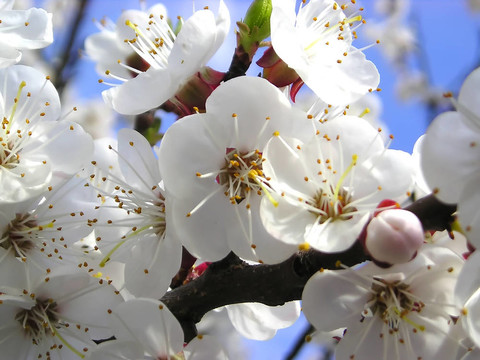 杏flowerses