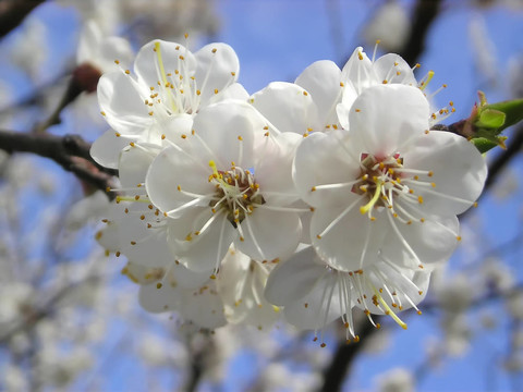 杏flowerses