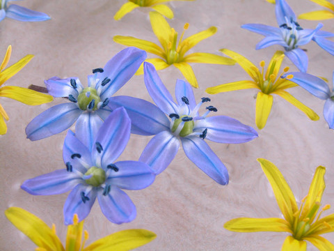 浮動的春天的花朵