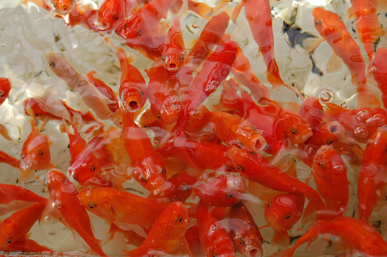 魚