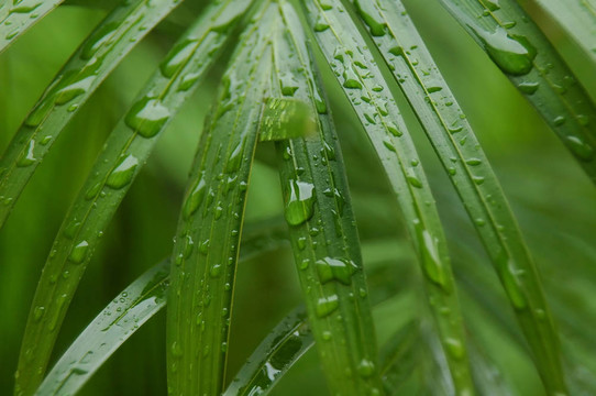 植物學(xué)的