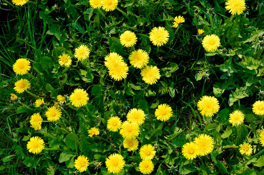 草5