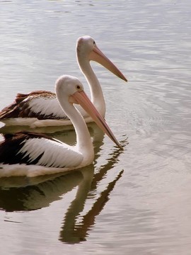 Pelican的二重唱