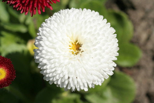 白色的花