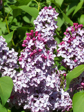 丁香花