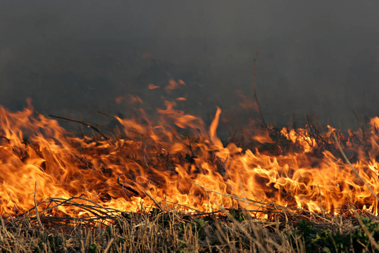 grassfire