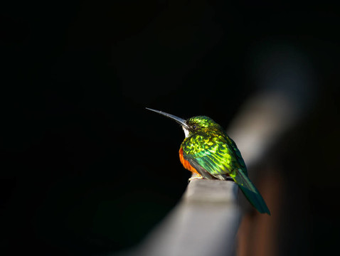 小的珍奇的鳥(niǎo)；Pantanal；巴西