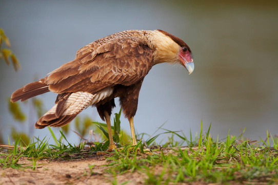 野生可拉可拉獵鷹；Pantanal；巴西