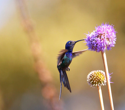 蜂鳥(niǎo)送的花