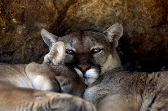 動物- Cougar