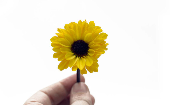 黃色的花的植物