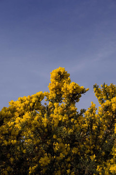 Gorse開(kāi)花