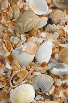 炮彈在Beach