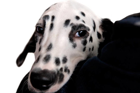 狗1
