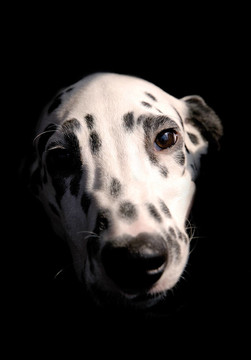 狗2