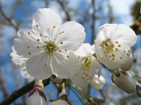 開花