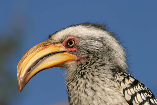 犀鳥