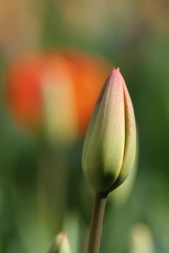 郁金香花蕾