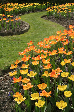 郁金香花園