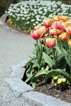 郁金香花園
