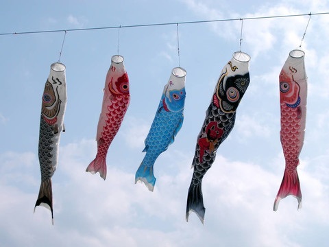鯉魚(yú)鯉魚(yú)旗飄揚(yáng)