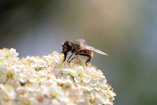蜜蜂