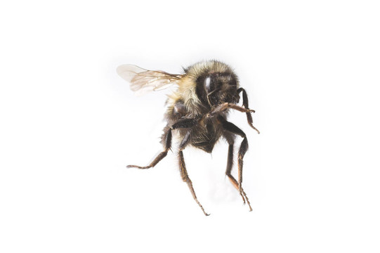飛蜂宏