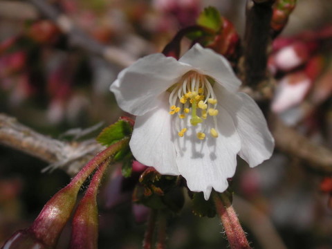 白色的花