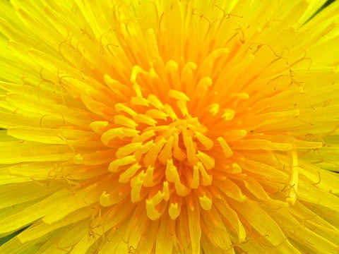 dandelion4