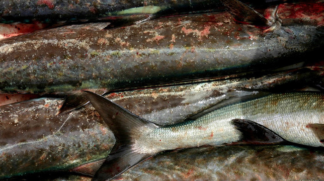 死魚