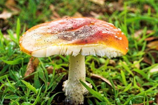 破碎的毒菌