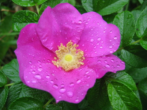 花和露珠