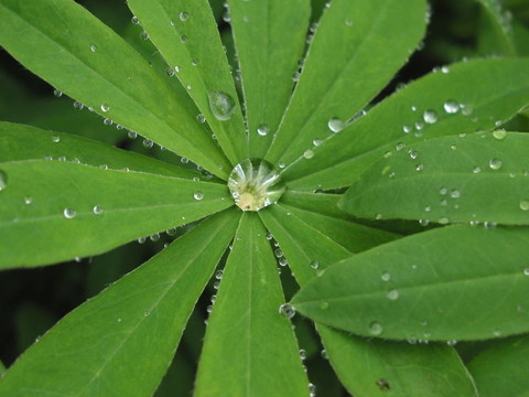早晨的露水