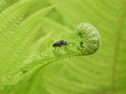 蕨類植物上的蟲子