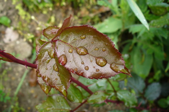 水滴