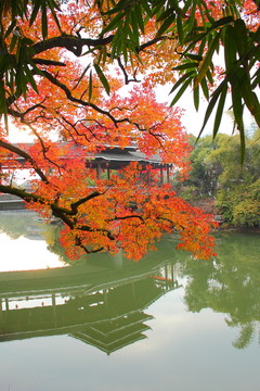 桃花江秋色