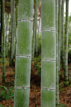 竹子