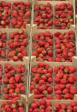 Strawberry的籃子