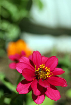 Zinnia和蜜蜂垂直