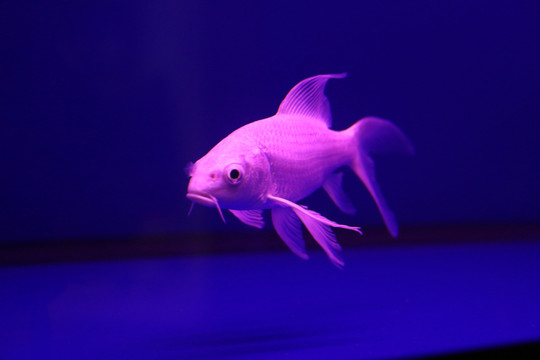 金魚