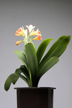 甕與植物